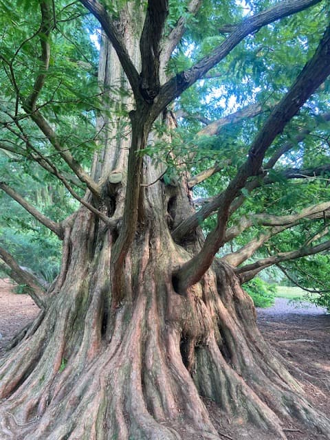 The roots of a mature tree, the image behind the Rooted in Strength Pilates name